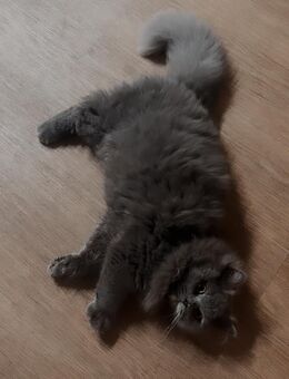 Luna sucht ein wundervolles Zuhause - Mainz