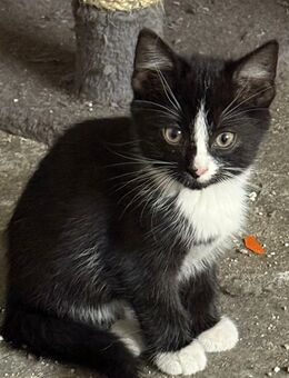 Ein liebevolles Kitten abzugeben - Werl