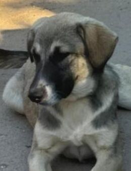 Junghündin Dua sucht aktive Familie - Köln