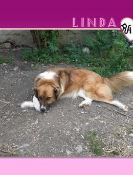 ❤ LINDA ❤ - TRÄUMT VON EINEM ZUHAUSE! - Alfeld (Leine)