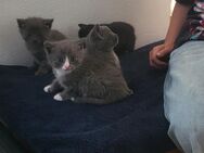 Katze - Vohenstrauß Altenstadt