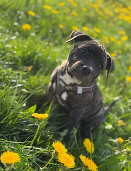Fünf Monate alter rüde old englische Bulldogge mix - Gaimersheim