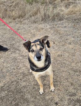 Lieber Terry sucht seine Menschen - Kleinostheim