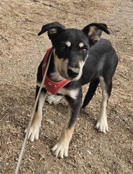 Josie, kleine Hündin sucht neues Zuhause - Unterföhring