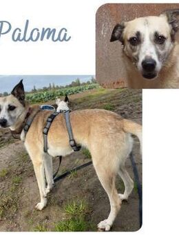 PALOMA wartet in 41379 Brüggen - Wendelstein
