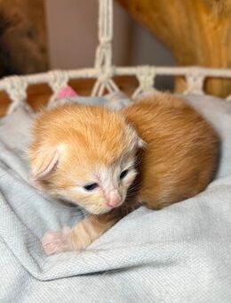 Maine Coon kitten mit Stammbaum - Friedberg