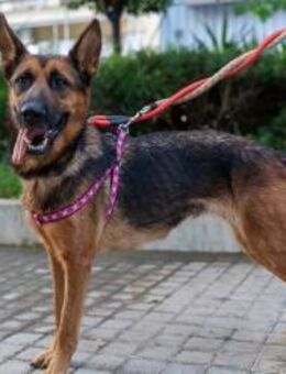 Alma - aus den Flammen ins Glück - Hückelhoven