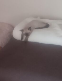 BKH-Ragdoll Mix - Kerken