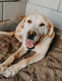 Tolle Cara - Stuttgart