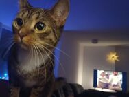 Zwei Katzen suchen ein neues Zuhause - Neuss