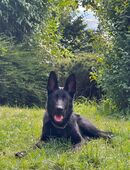 Deutsche Schäferhund in 56626