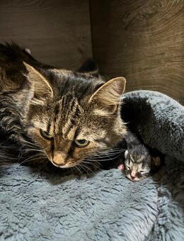 Maine Coon, Kitten abzugeben, Katzenbabys, Babykatzen, Langhaarkatze, Hauskatze, Kätzchen - Osnabrück