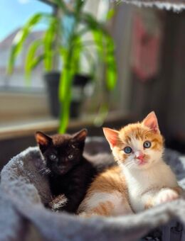 Kitten suchen neuen Dosenöffner - Bottrop