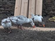 🍀Schöne Landgänse lebend oder bratfertig - Eschweiler Zentrum