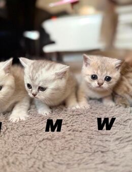 BKH Kitten // Männchen und Weibchen - Kamp-Lintfort
