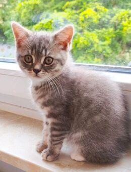 BKH Kitten - Wuppertal