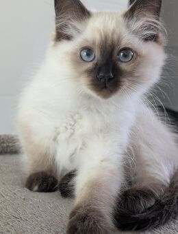 Heilige Birma Kitten Rasse Männchen Junge, weißes Fell blaue Augen blue Seal Point - Lüneburg