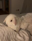 Minniloop Baby Kaninchen in 74523