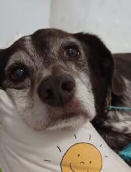 Cori - Kuschelmaus sucht liebe Familie - Freudenstadt