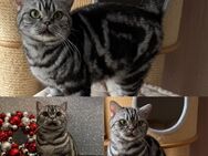 Tolle Whiskas Katze BKH Black Silber Tabby Classic - Magdeburg