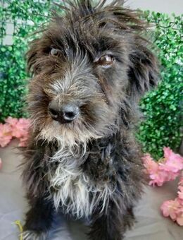 🐾 Wuscheliger Welpe Duke 🐾 - Eislingen (Fils)