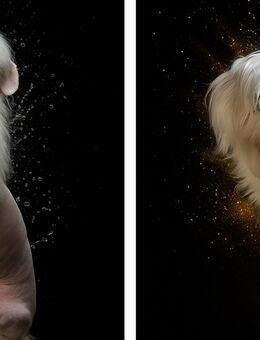 „Biete Deckakt – suche Welpe als Gegenleistung“ - Oerlenbach