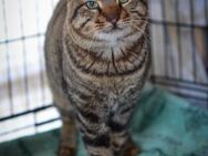 FiV+/FeLV+ Schmusekater Tiger - Grevenbroich