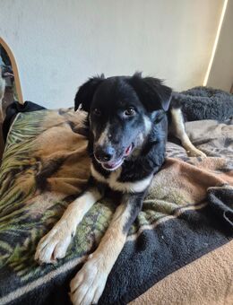 Unsere sehr verschmusten Mischlinge Tyson ca 60 cm und Simson (reserviert)ca 50-55 cm ,ca 10 Monate alt (Hof -und Haushund) - Hohe Börde