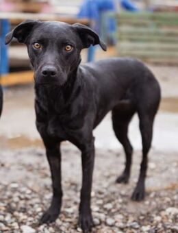 Ivy 💗 sanfte, freundliche junge Hündin - Hamburg