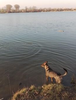 Hund abzugeben - Halberstadt