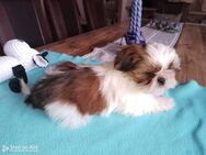 Shih tzu welpen - Cloppenburg