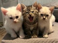 Baby kitten - Remscheid