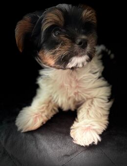 Biewer Yorkshire Terrier (Mini) Welpen - Nagold