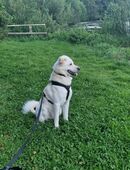 Lieber Familienhund (4 Jahre) sucht neues Zuhause in 25746