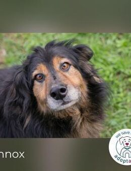 Lennox: treuer Begleiter sucht Familie - Kirchzell