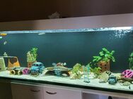 2,60x50x60 Aquarium - Schmölln Zentrum