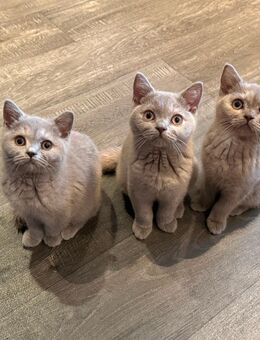 BKH Kitten in Fawn und Tortie - Heinsberg