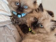 Perser Birma Kater - Berlin Reinickendorf