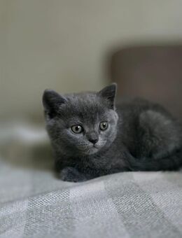 BKH Katzen - Eschweiler