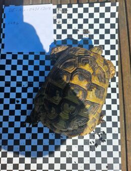 Griechische landschildkröte - Mönchengladbach