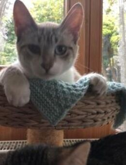 Nadir ist ein ganz besonderer Kater - Garbsen