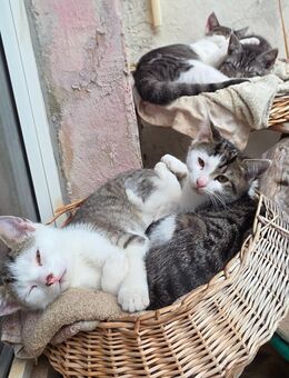 Kitten Perser - Europäisch Kurzhaar Mischling - Querfurt