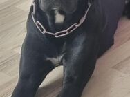 Kali cane Corso mix Hündin - Goslar