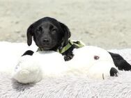 Millie unser kleiner Prinz ... - Hagen (Stadt der FernUniversität)