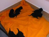 Katzen Babys - Gelsenkirchen Bismarck
