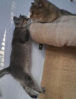 Britisch Kurzhaar und langhaar - Berlin Reinickendorf