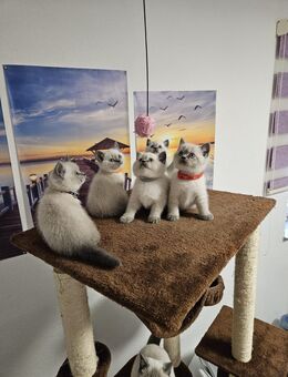 Reinrassige BKH Kitten blue Point - Erkrath (Fundort des Neanderthalers)