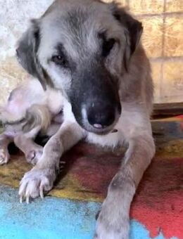 Notfellchen MALAMAS sucht ein Zuhause - Sehnde