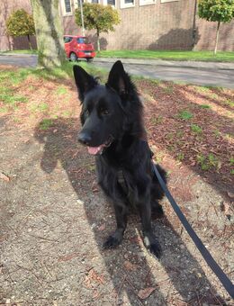 Deutsche Schäferhund 11 Monate Rüde mit Papieren - Hilden Zentrum