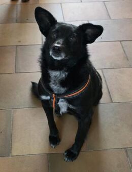 Agnes alias Nessy mag Katz, Hund, 🧒🏻 - Jade